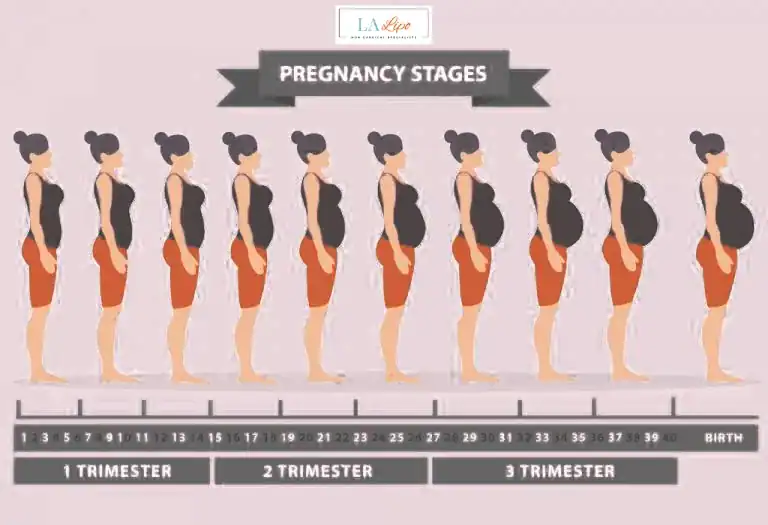 First Trimester (Weeks 1–12): Early Changes You Might Not Notice Mortlake